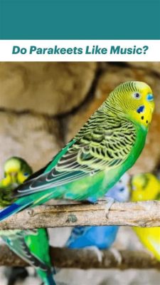 do parakeets like music while they're singing